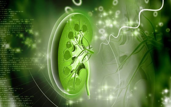 Digital illustration of kidney in colour background