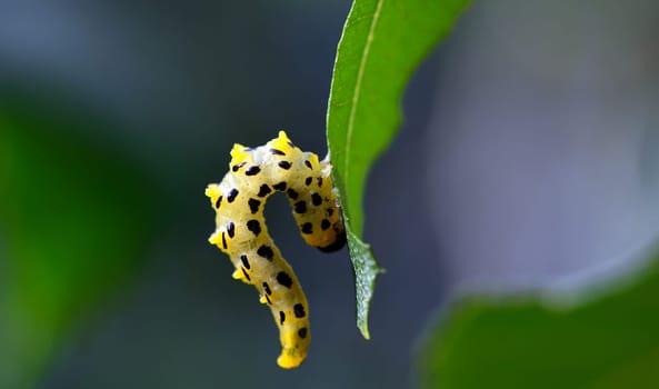 Broad-footed birch-leaf wasp