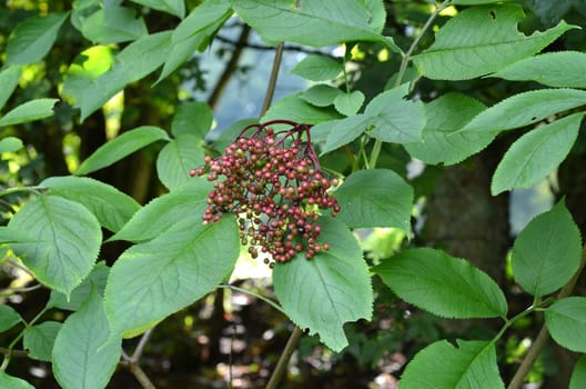 Black elderberry