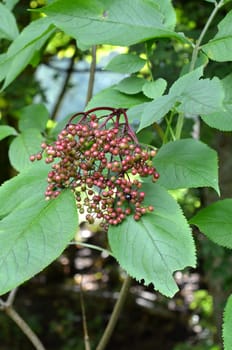Black elderberry