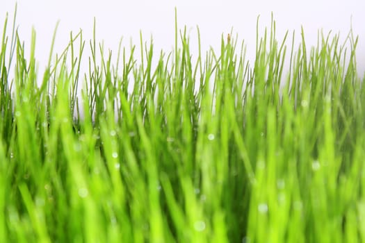 green meadow with white background as close-up