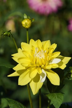 Dahlia blueten