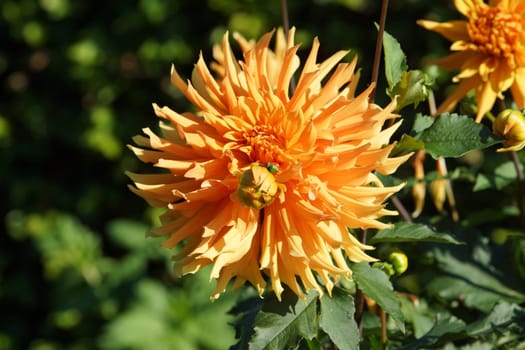 Dahlia blueten