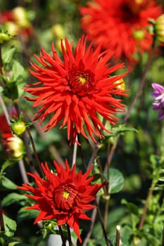 Dahlia blueten