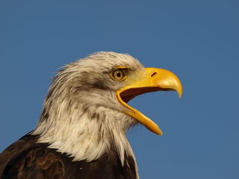 Bald eagle