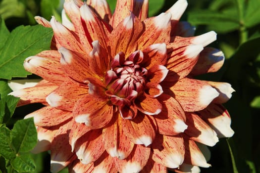 Dahlia blueten