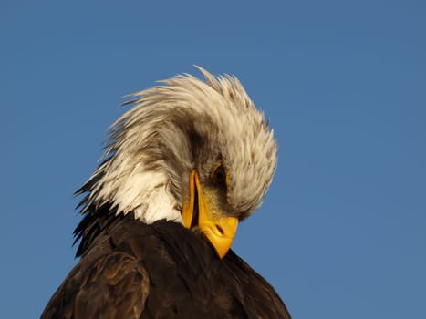 Bald eagle