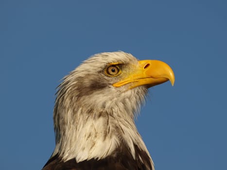 Bald eagle