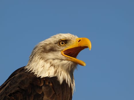 Bald eagle
