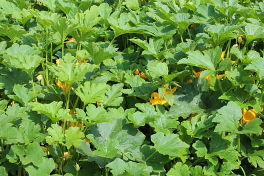 big planting of squashes in the bed