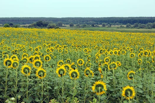 beautiful field of sunflowers near the forest