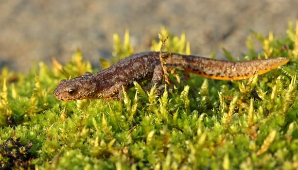Mountain newt (Ichthyosaura alpestris) in country costume