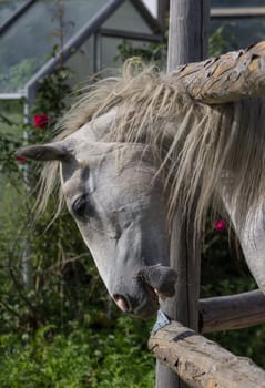 Horse portrait