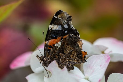 Admiral on a hydrangea flower