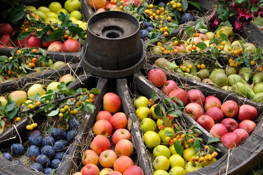 Vegetables and fruits in Herrenhausen Gardens Hanover Germany.