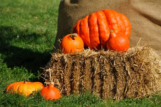 Pumpkin,Evergreen Country Look in Herrenhausen Gardens Hanover Germany.