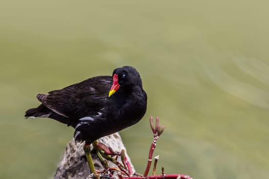 Pond rail