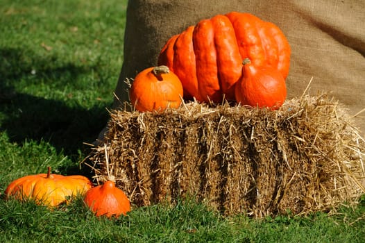Pumpkin,Evergreen Country Look in Herrenhausen Gardens Hanover Germany.