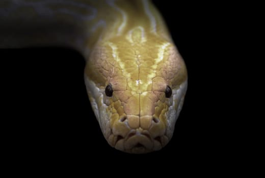 albino phyton head in the dark night