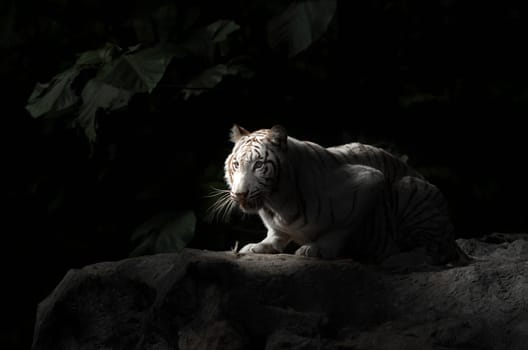 white bengal tiger in the dark night