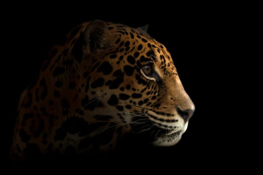 jaguar ( Panthera onca ) in the dark night