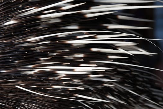 close up picture of a porcupine spine