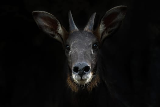 serow head in the dark