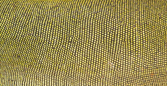 textured of green iguana skin