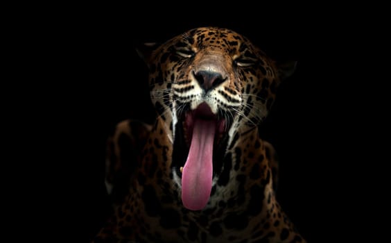 jaguar ( Panthera onca ) in the dark night