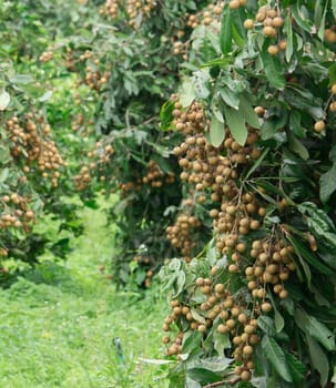 fresh longan on tree in the orchard