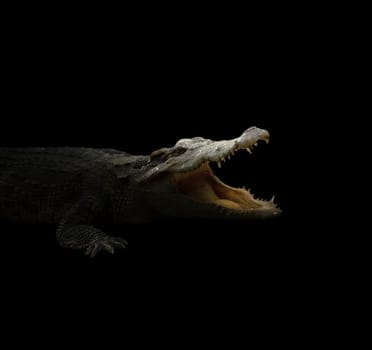 croodile in the dark night