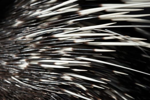 close up picture of a porcupine spine