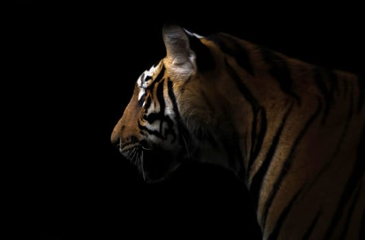 bengal tiger in the dark night