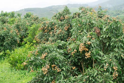 fresh longan on tree in the orchard