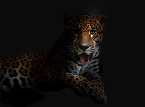 leopard in the dark night
