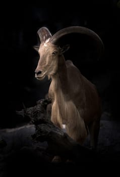 male Barbary sheep (Ammotragus lervia) in the dark