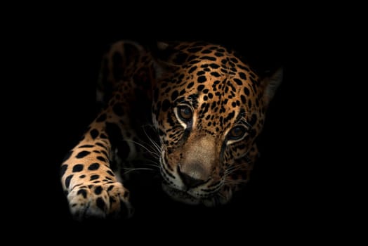 jaguar ( Panthera onca ) in the dark night