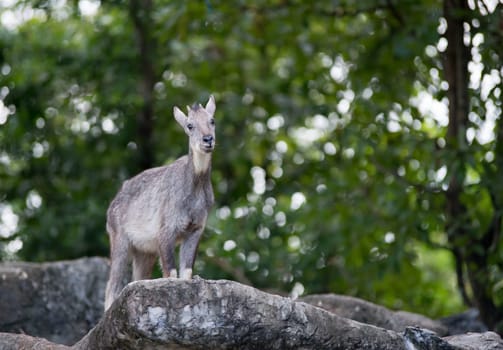 goral ( Naemorhedus caudatus ) standing on the rock