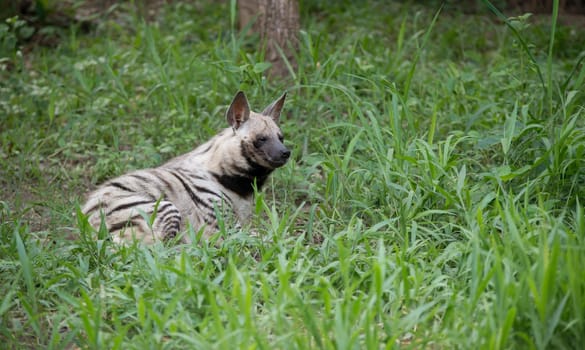 striped hyena, the african wildlife