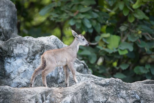 young goral ( Naemorhedus caudatus ) standing on the rock