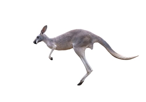 grey kangaroo jumping isolated on white background