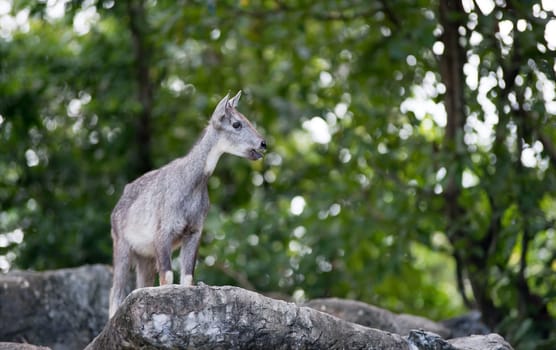 goral ( Naemorhedus caudatus ) standing on the rock