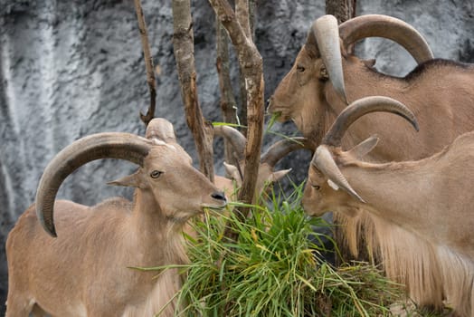 male and female barbary sheep eating green grass