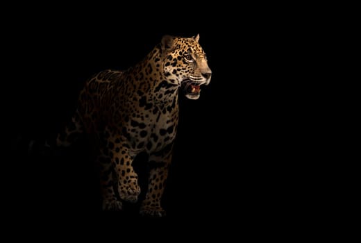 jaguar ( panthera onca ) in the dark night