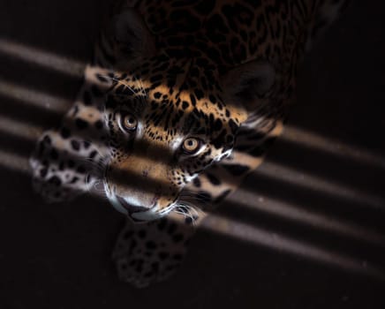 jaguar ( Panthera onca ) in the dark
