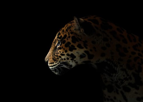 jaguar ( Panthera onca ) in the dark night