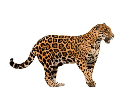 jaguar ( panthera onca ) isolated on white backgrond