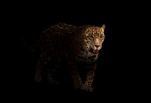 jaguar ( panthera onca ) tn the dark night