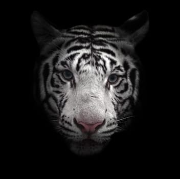 close up of white bengal tiger face