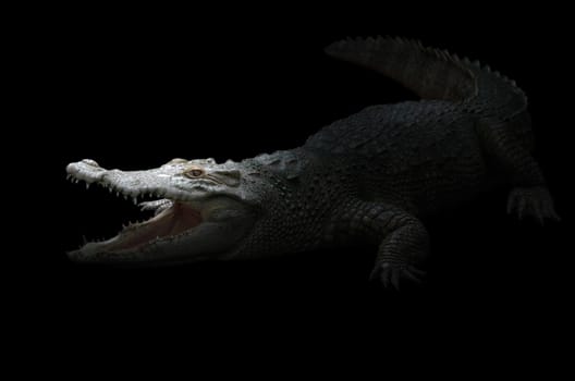 croodile in the dark night